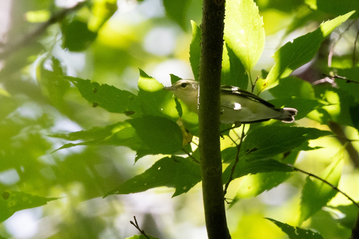 Cerulean Warbler - ML640434307