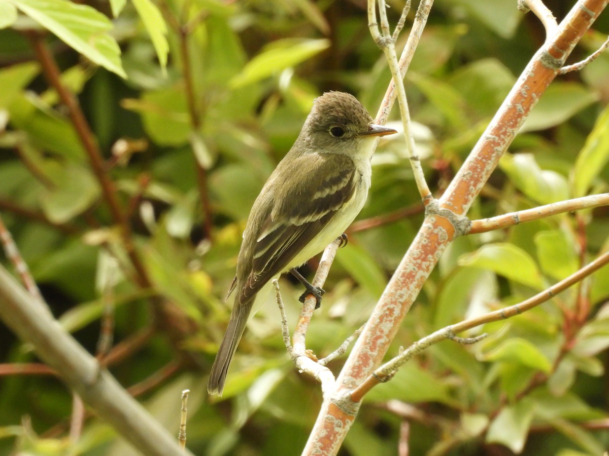 Willow Flycatcher - ML640434457