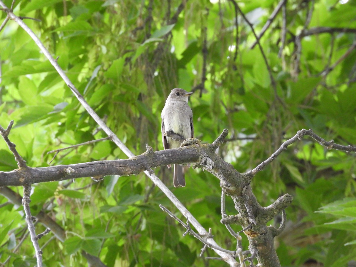 Western Wood-Pewee - ML640434474
