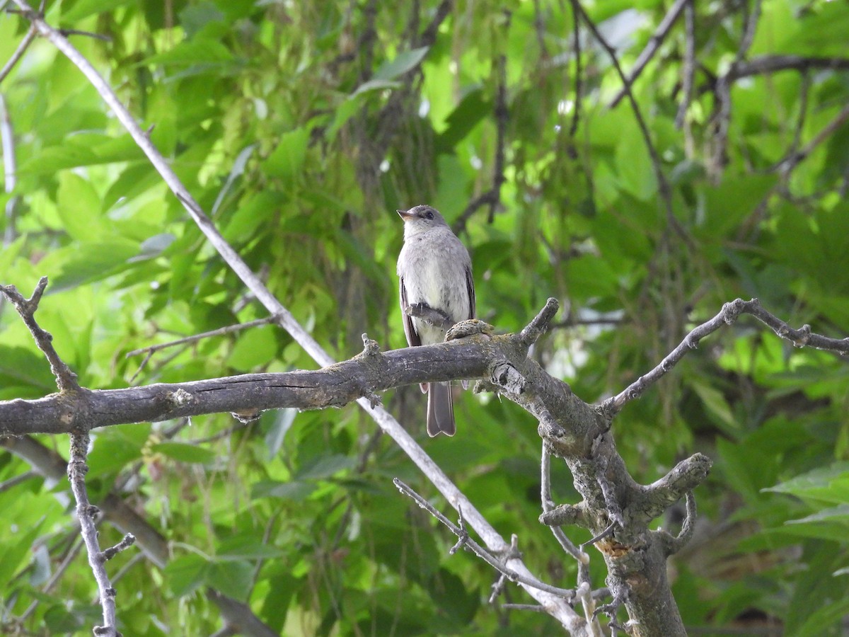 Western Wood-Pewee - ML640434475