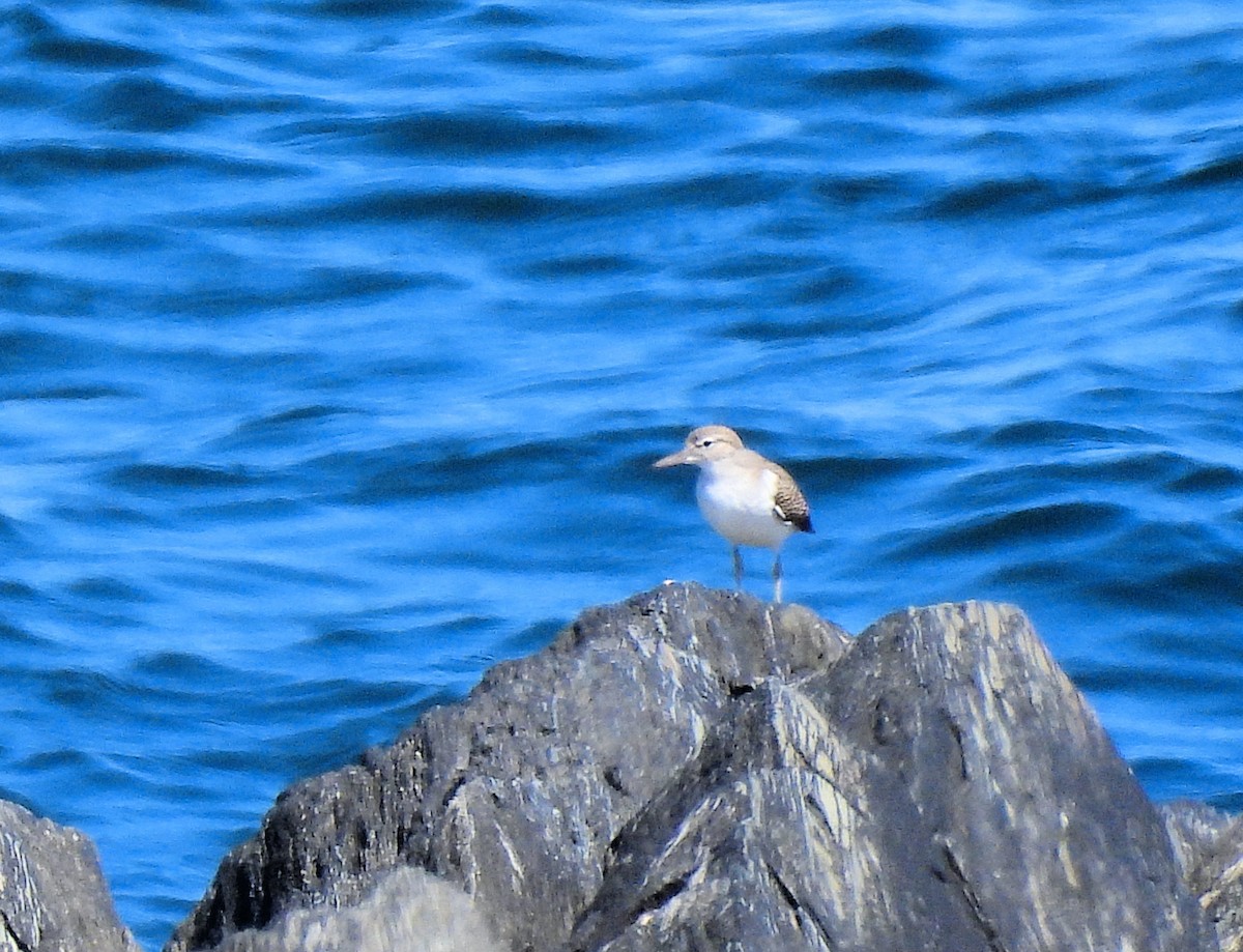 Spotted Sandpiper - ML640434604