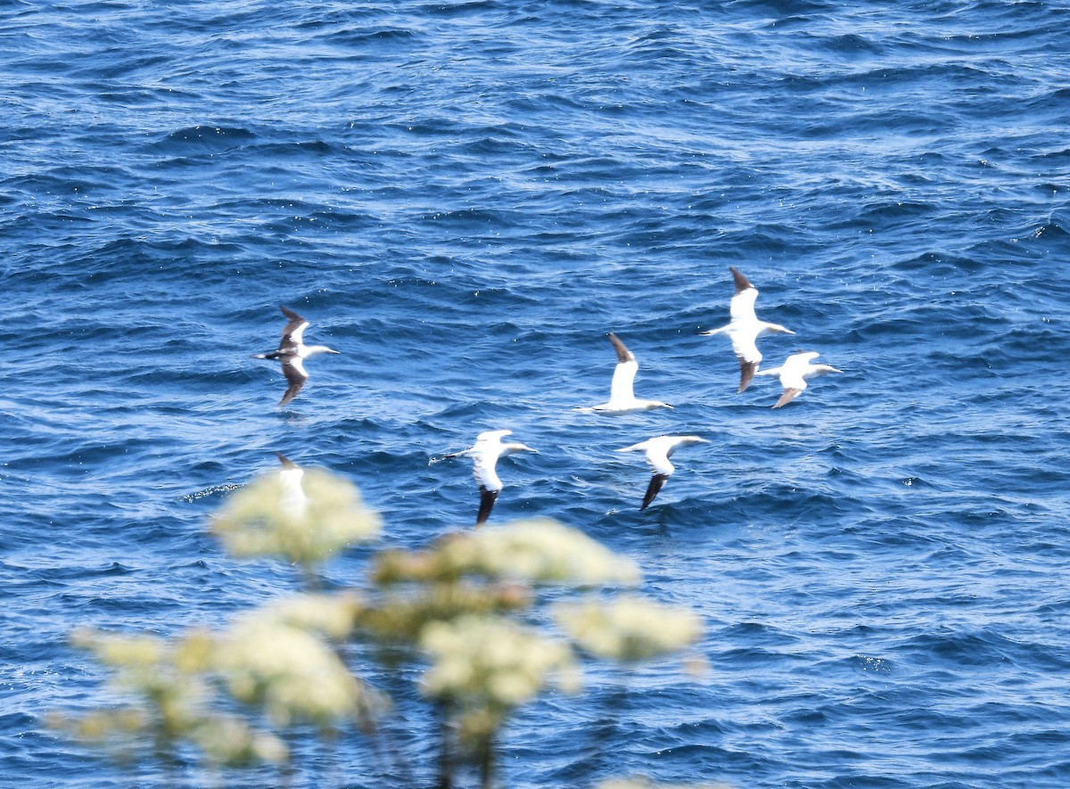 Northern Gannet - ML640434628