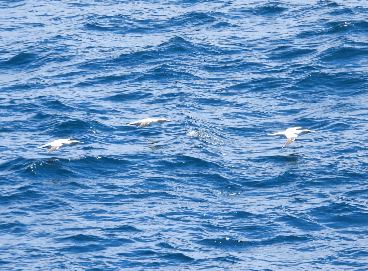 Northern Gannet - ML640434633