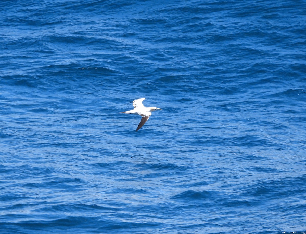 Northern Gannet - ML640434643