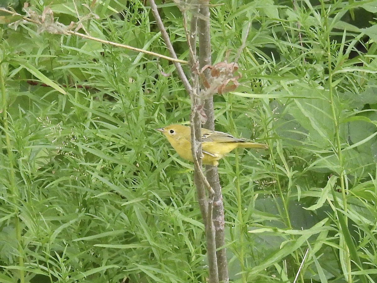Yellow Warbler - ML640434663