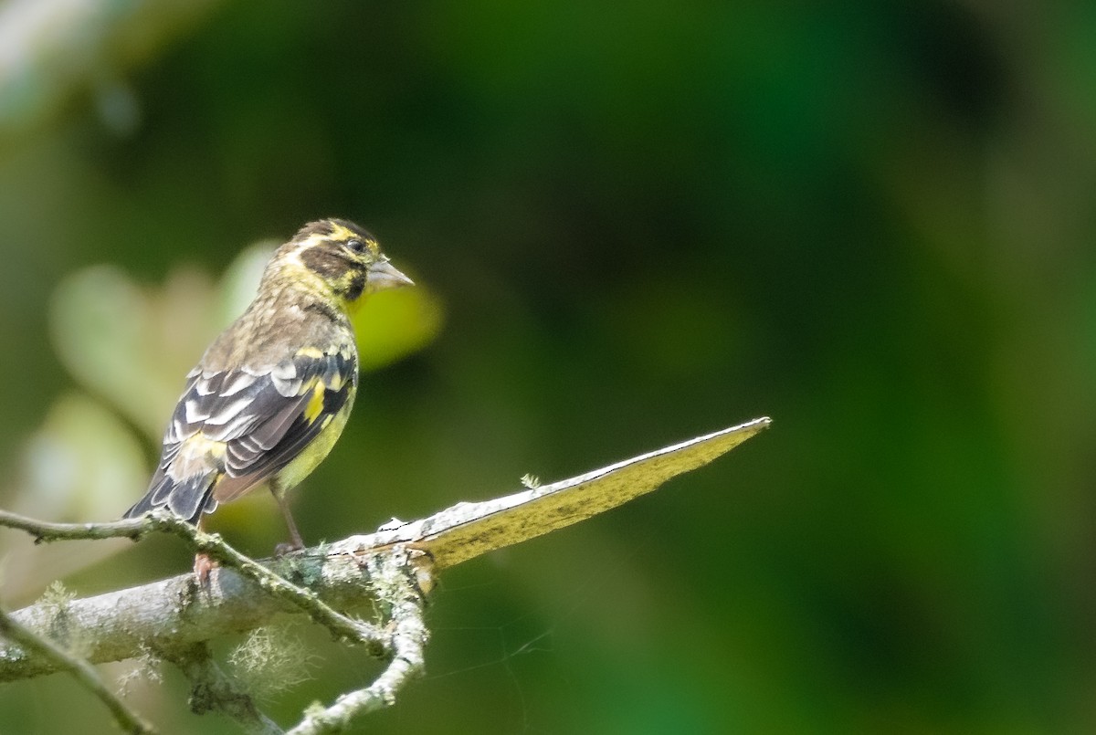 Yellow-breasted Greenfinch - ML640434701