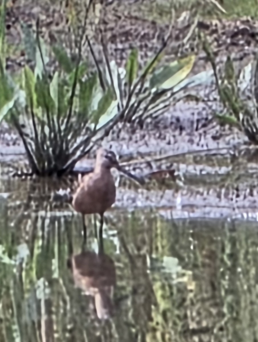 Long-billed Dowitcher - ML640434705