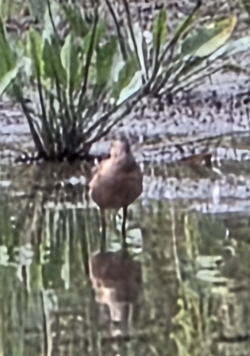 Long-billed Dowitcher - ML640434706