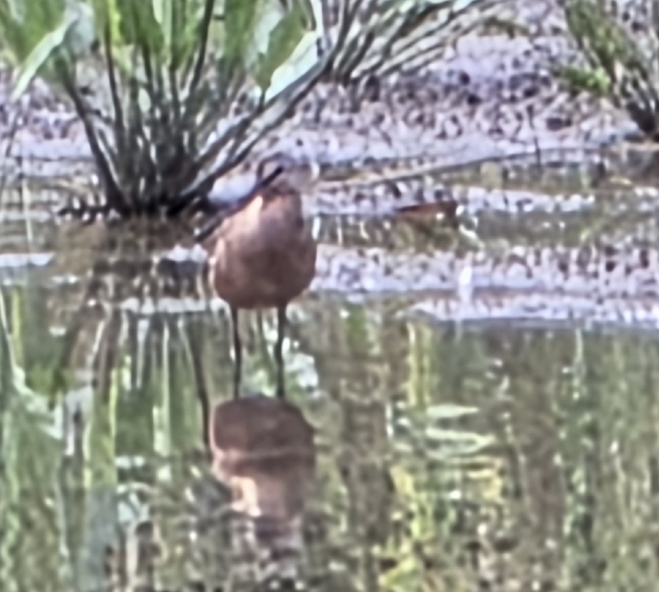Long-billed Dowitcher - ML640434707