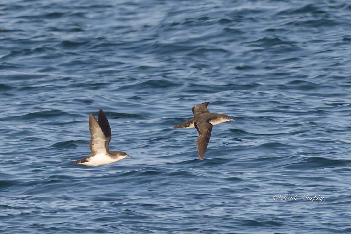 Puffin des Anglais - ML640434710