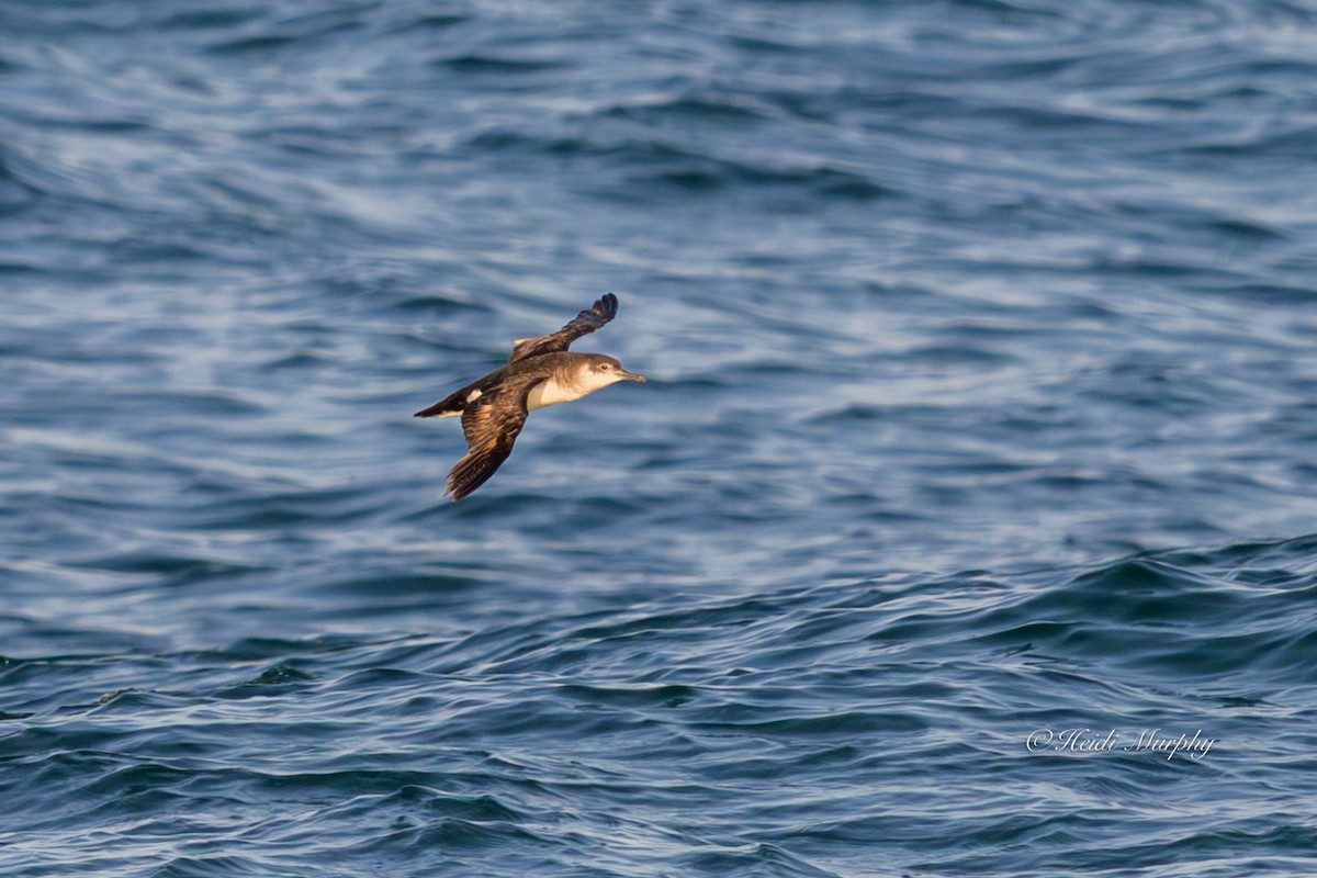 Puffin des Anglais - ML640434728