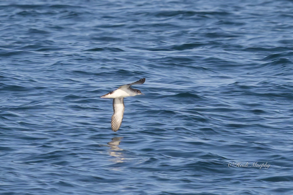 Puffin des Anglais - ML640434763