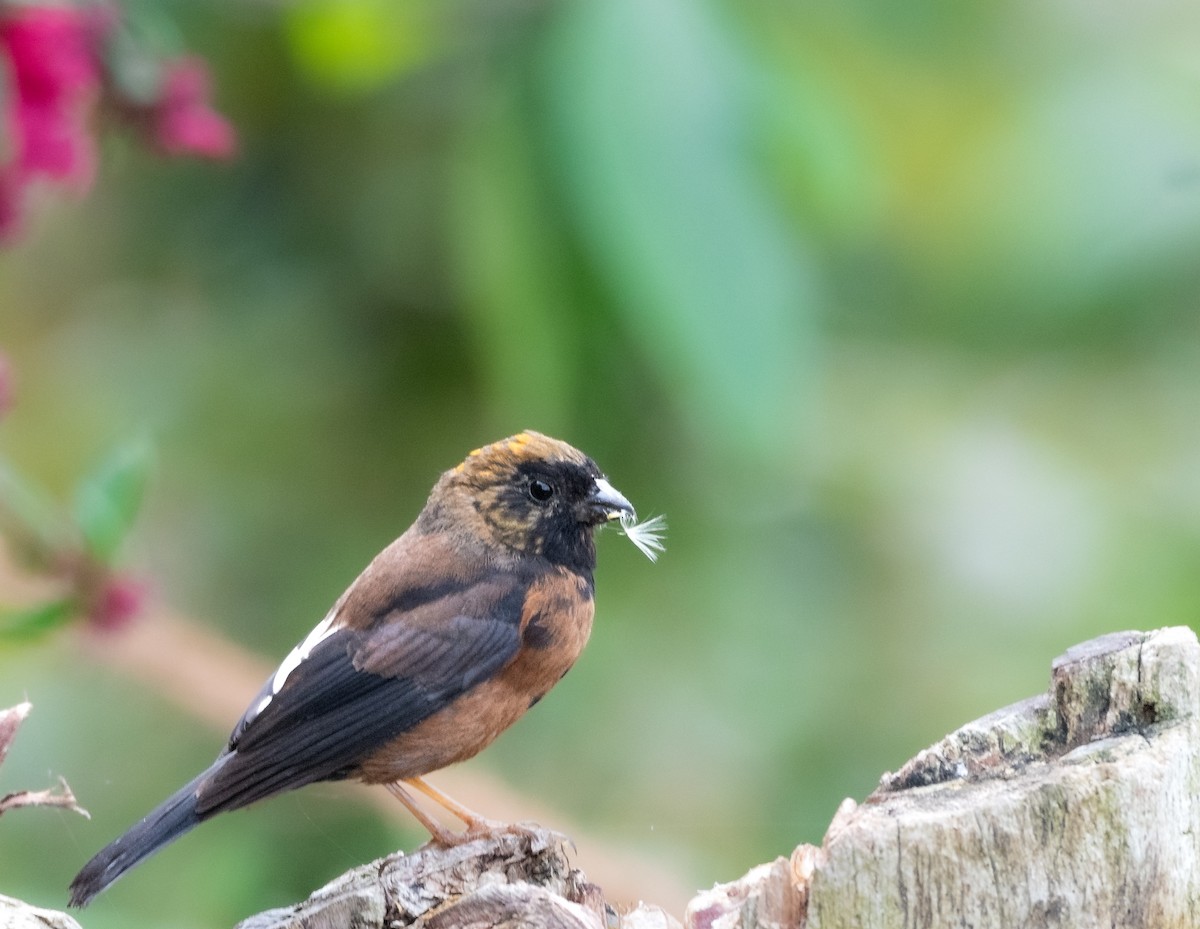 Gold-naped Finch - ML640434780