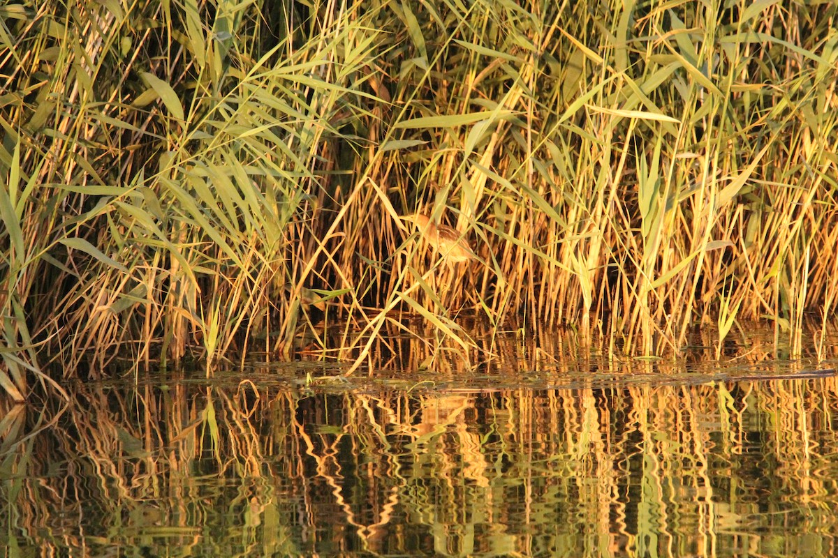 Little Bittern - ML640434799