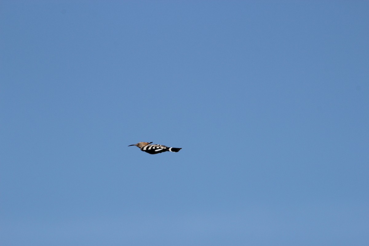 Common Hoopoe - ML640434888