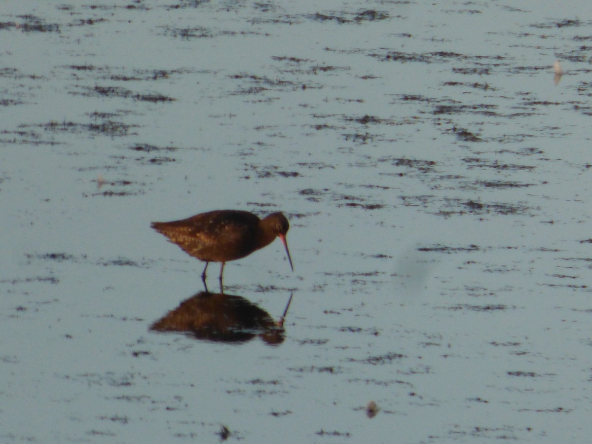 Spotted Redshank - ML640434890