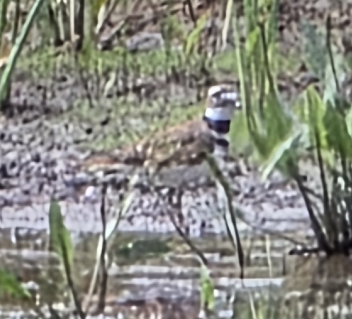 Killdeer - ML640434909