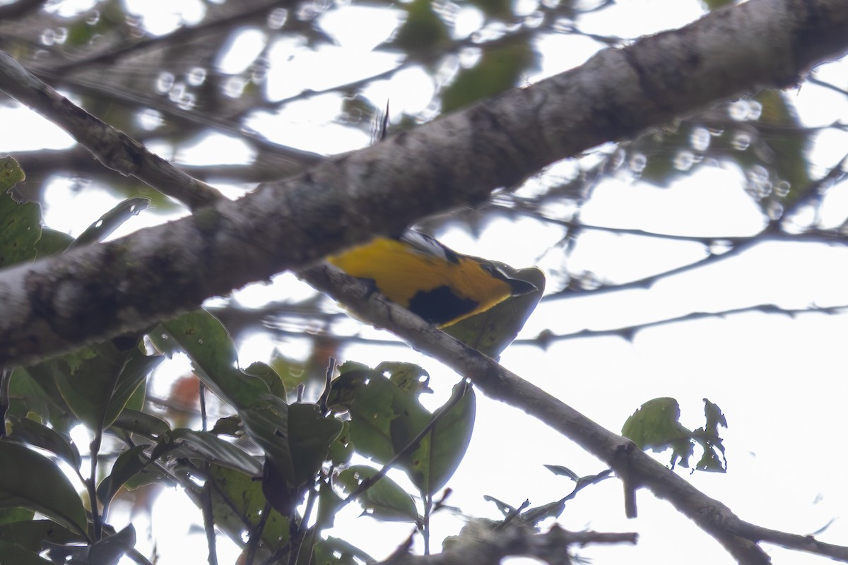 Black-breasted Boatbill - ML640434926