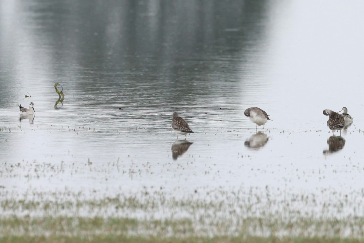 Wilson's Phalarope - ML640435013
