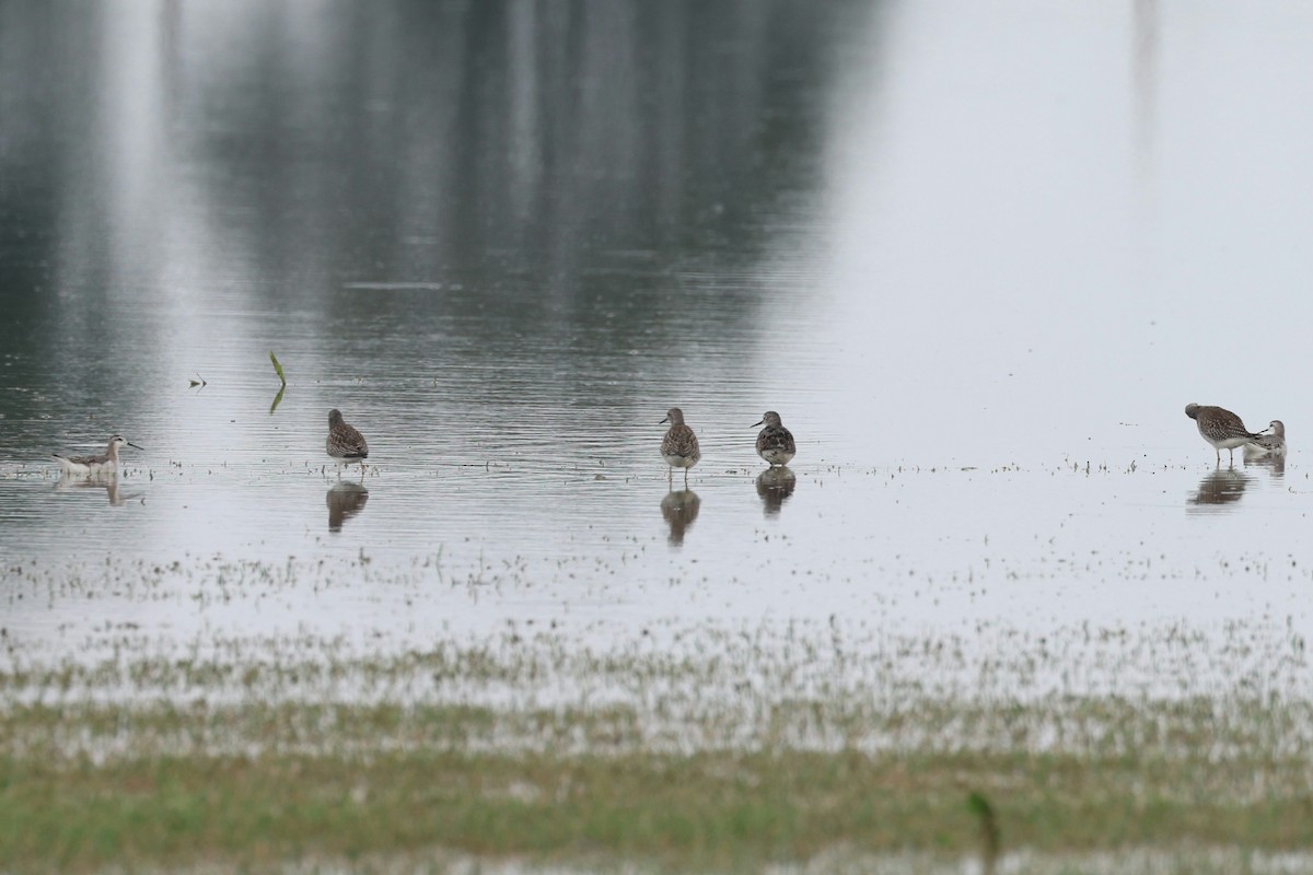 Wilson's Phalarope - ML640435014