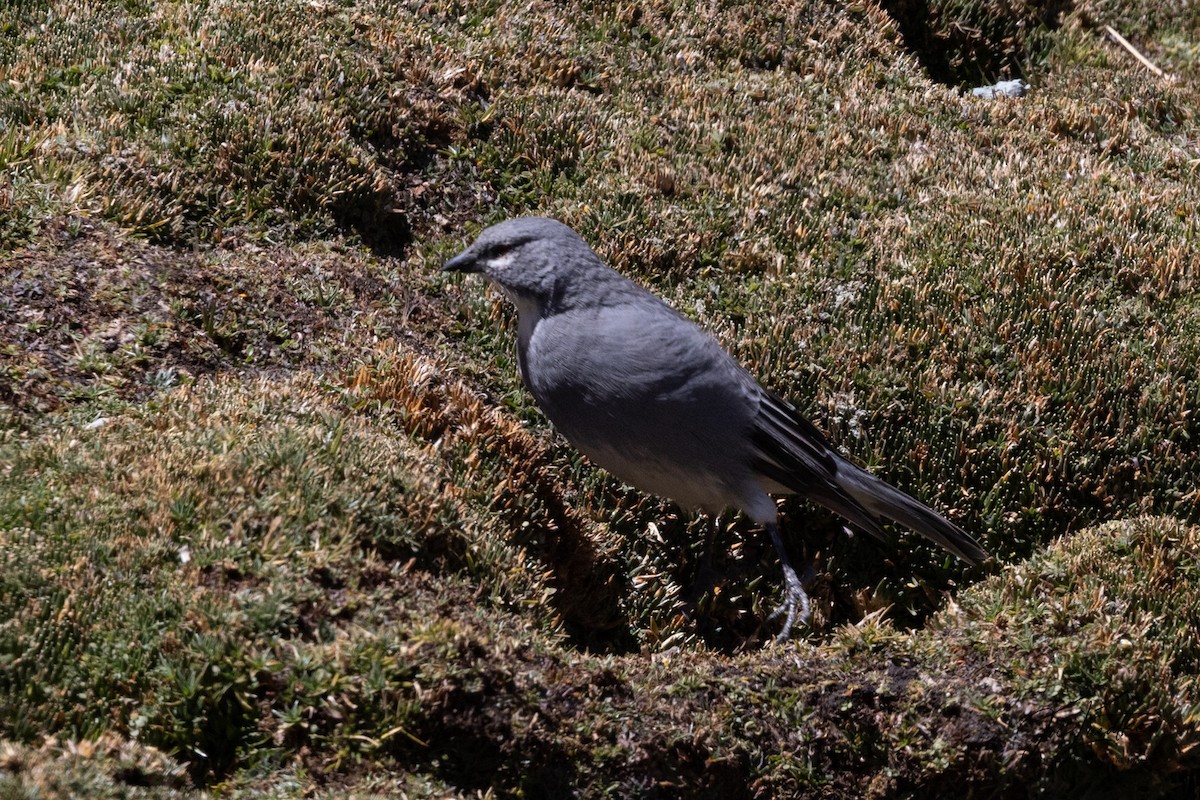 Glacier Finch - ML640435061