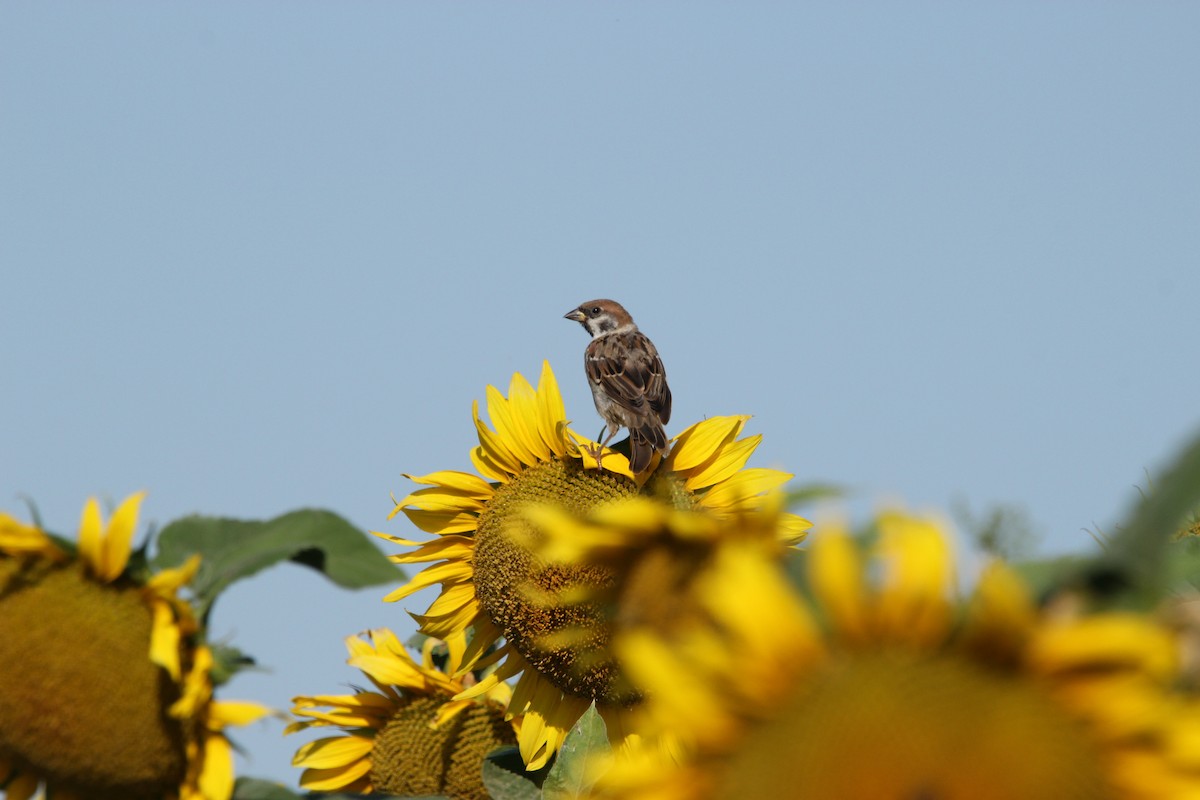 Eurasian Tree Sparrow - ML640435106