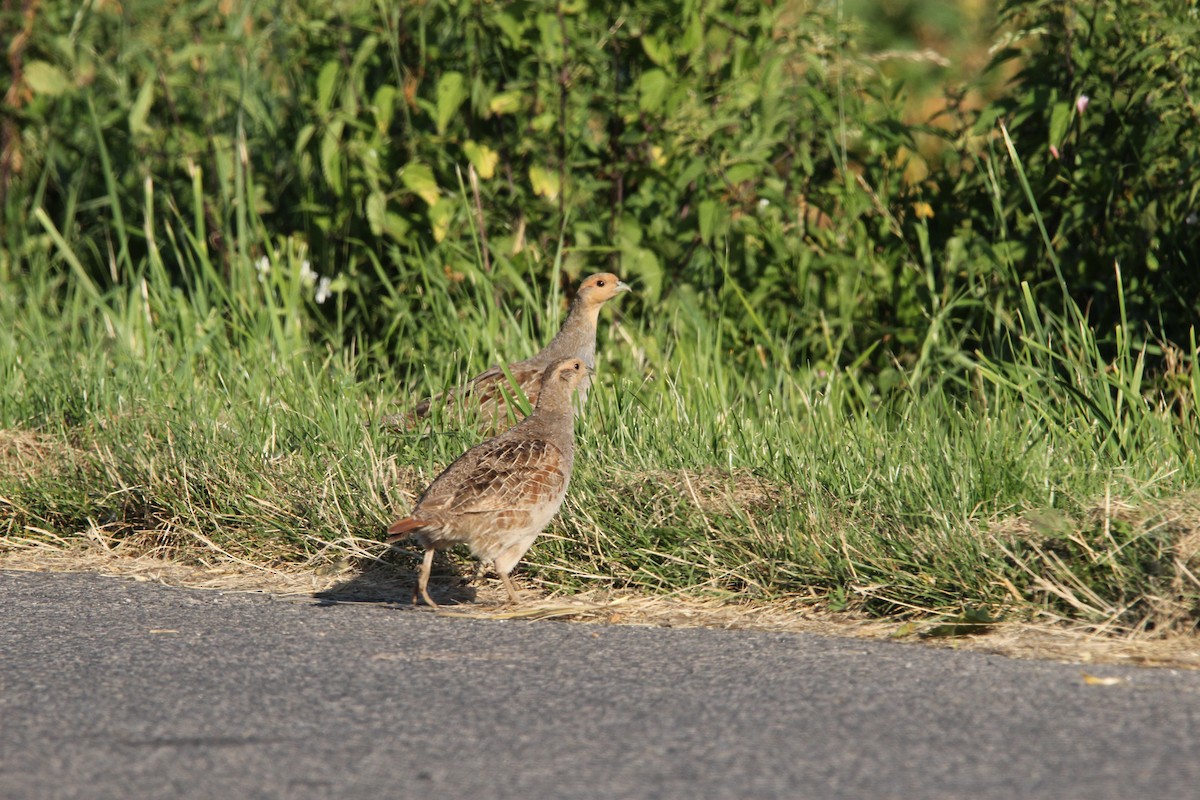 Gray Partridge - ML640435159