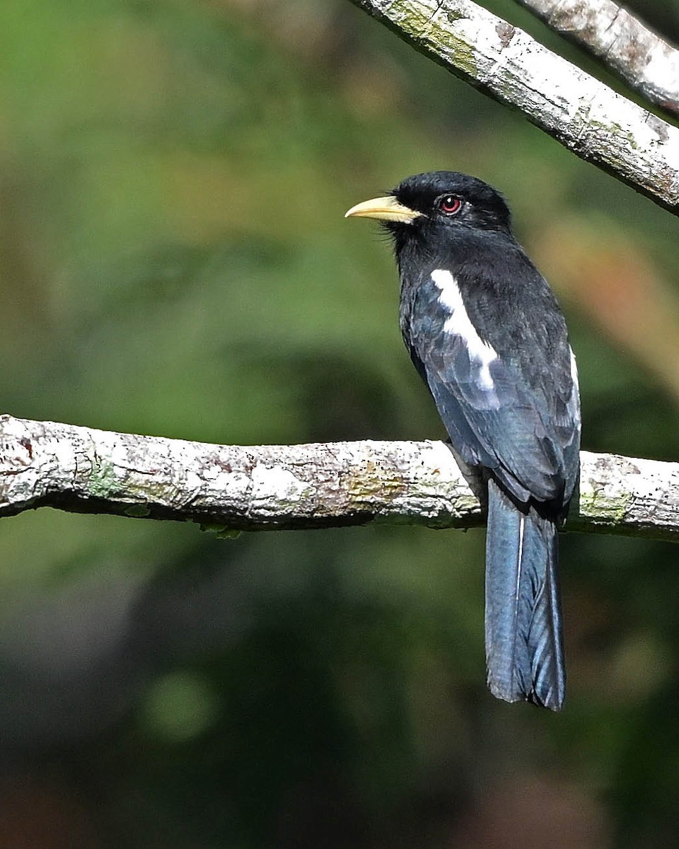 Yellow-billed Nunbird - ML640435184
