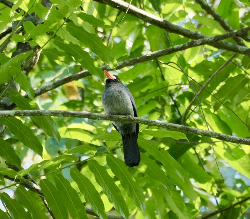 White-fronted Nunbird - ML640435315