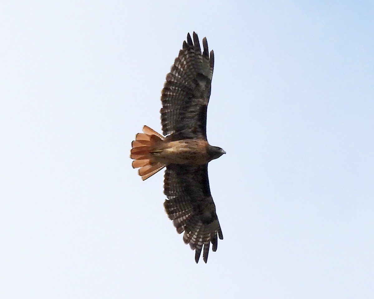 Red-tailed Hawk - ML640435325