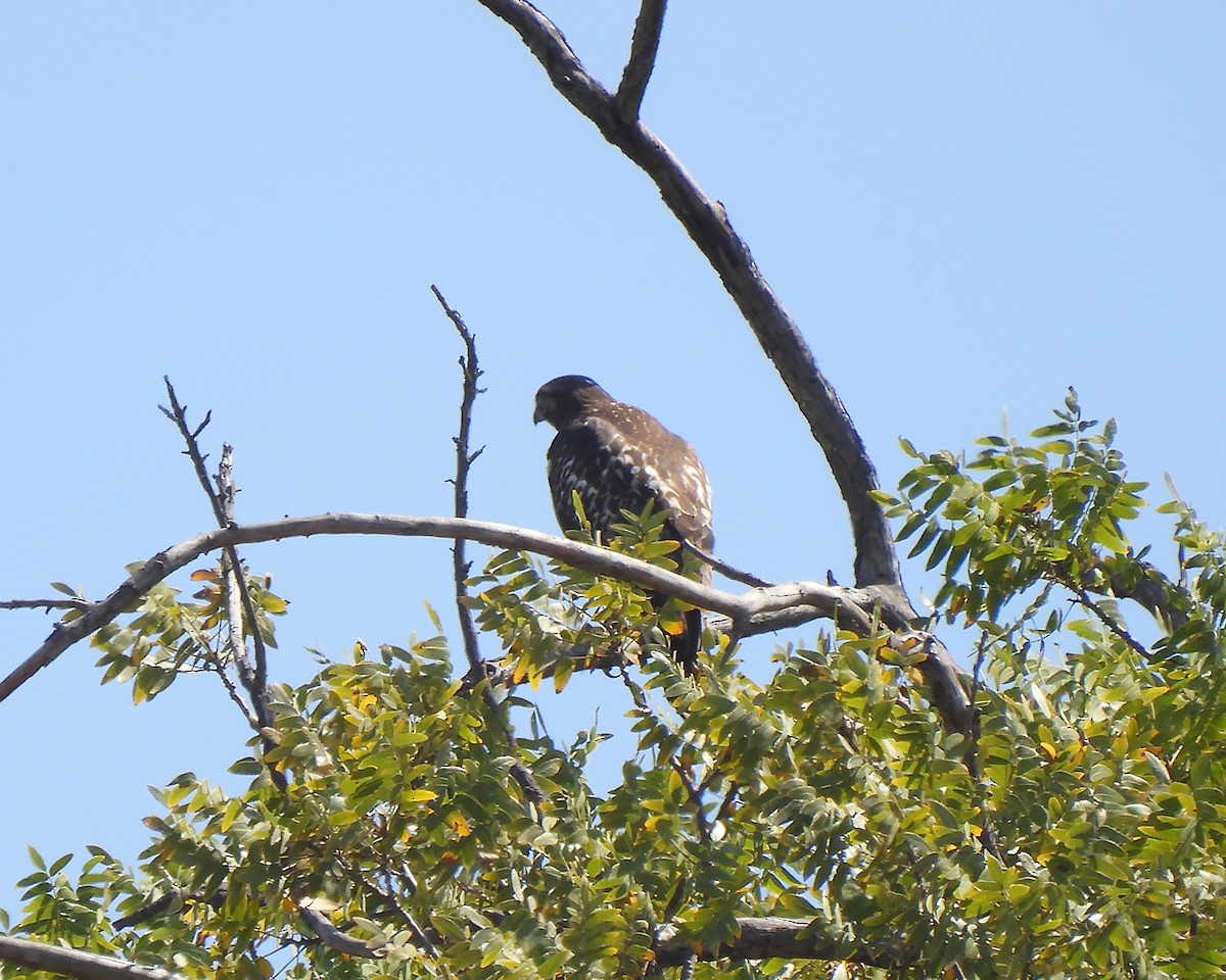 Red-tailed Hawk - ML640435326