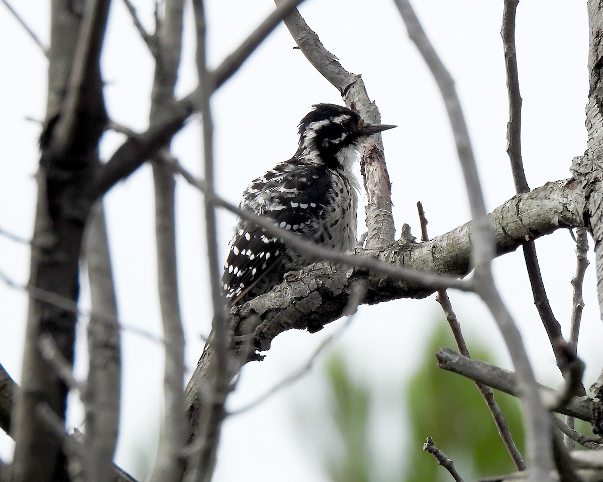 Nuttall's Woodpecker - ML640435337