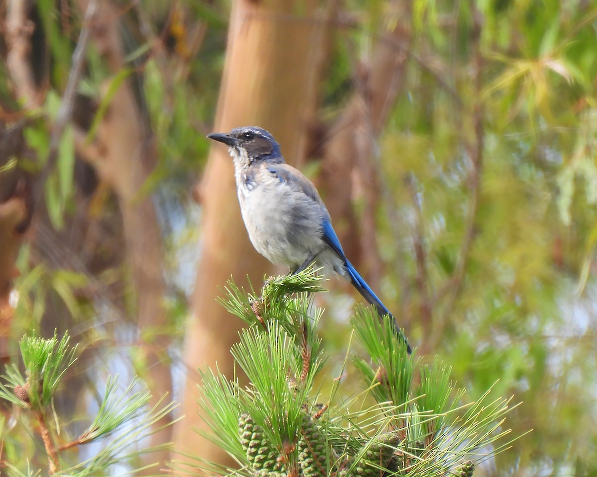 California Scrub-Jay - ML640435344