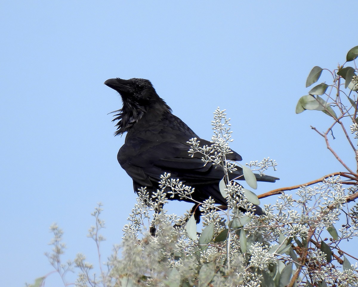 Common Raven - ML640435347