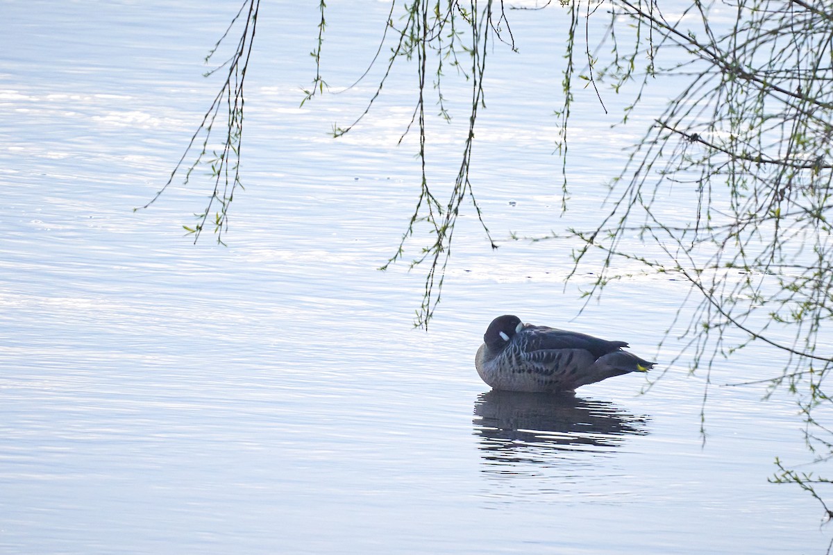 Spectacled Duck - ML640435348