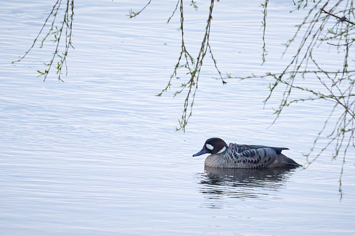 Spectacled Duck - ML640435349
