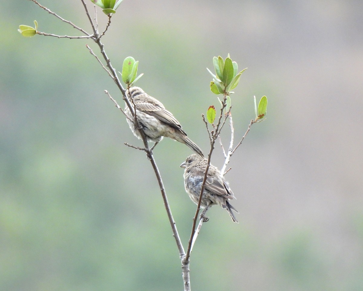 House Finch - ML640435352