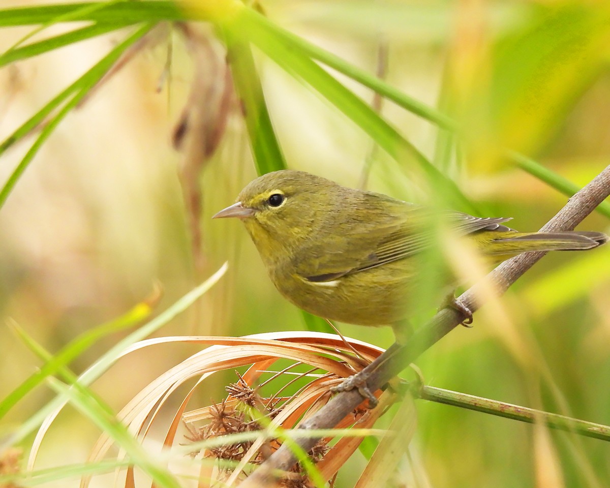 Orange-crowned Warbler - ML640435368