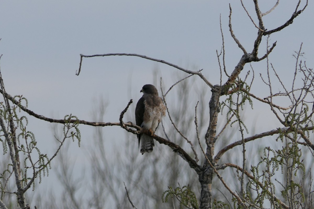 Swainson's Hawk - ML640435380