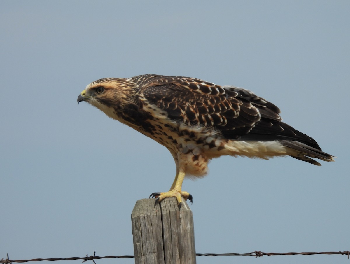 Swainson's Hawk - ML640435385