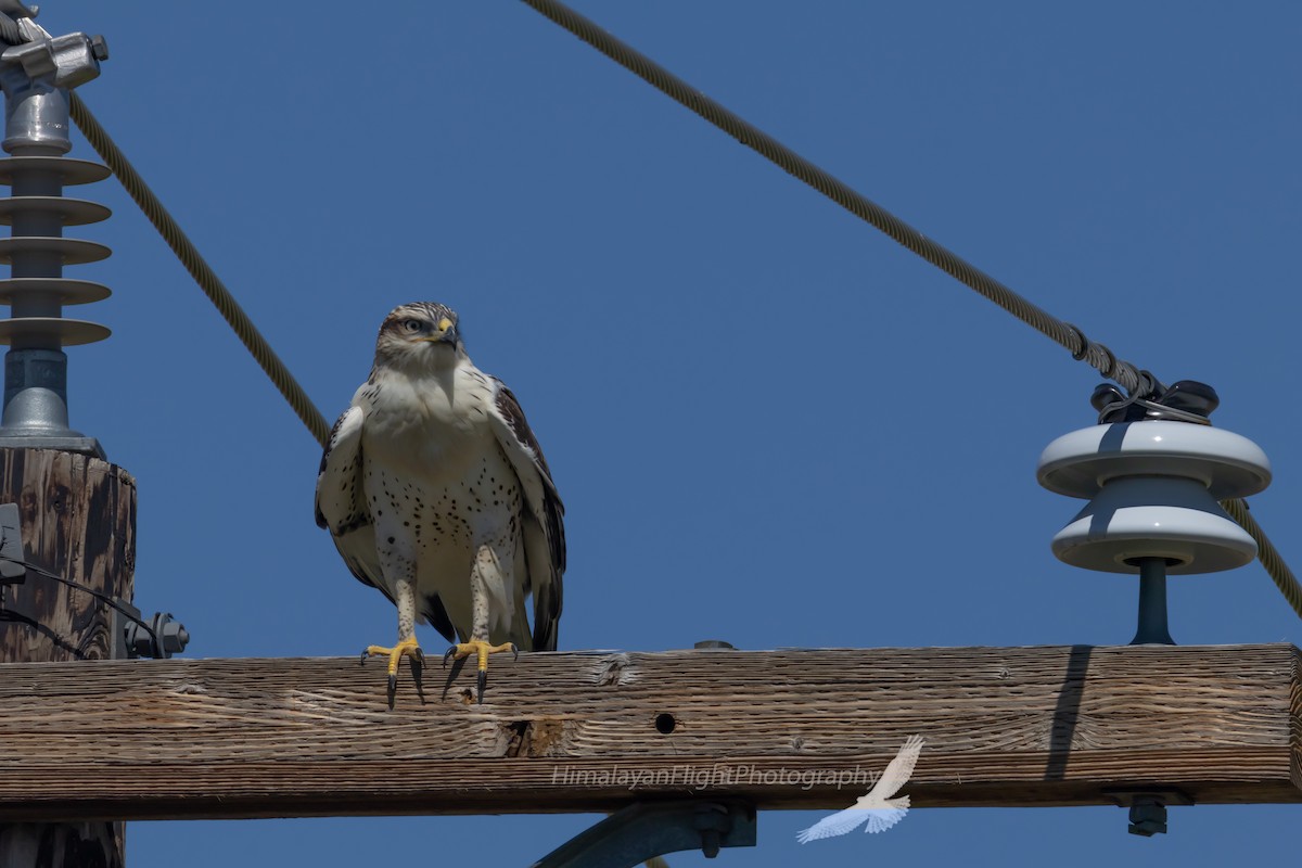 Ferruginous Hawk - ML640435387