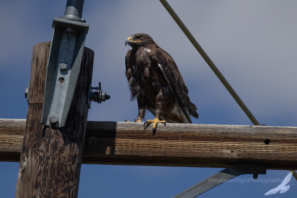 Ferruginous Hawk - ML640435392