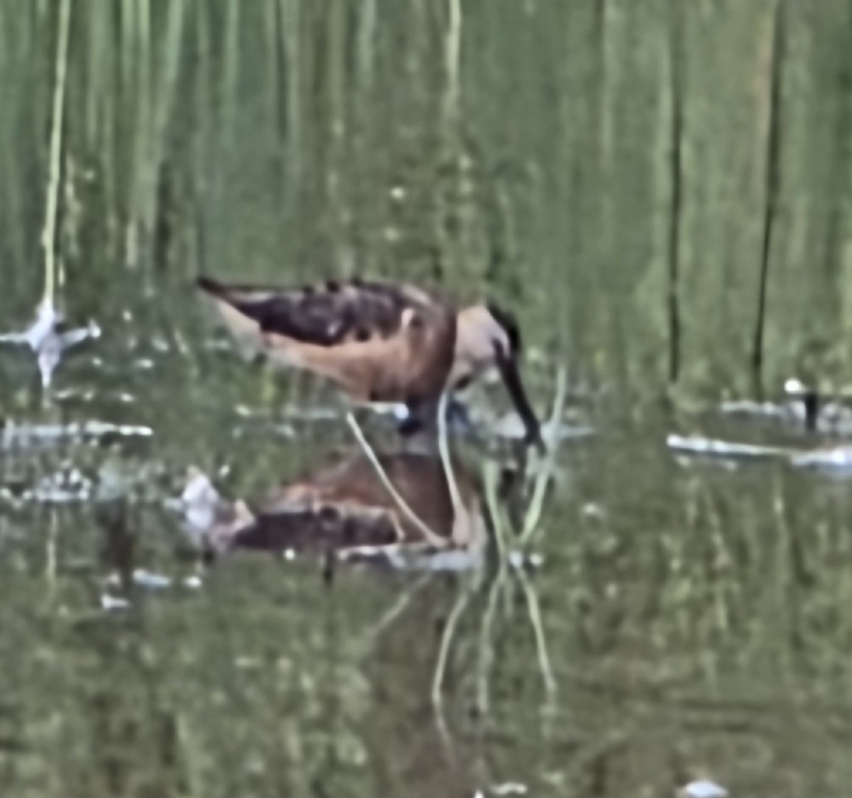 Long-billed Dowitcher - ML640435459