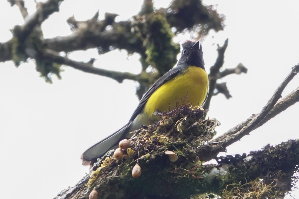Slate-throated Redstart - ML640435539