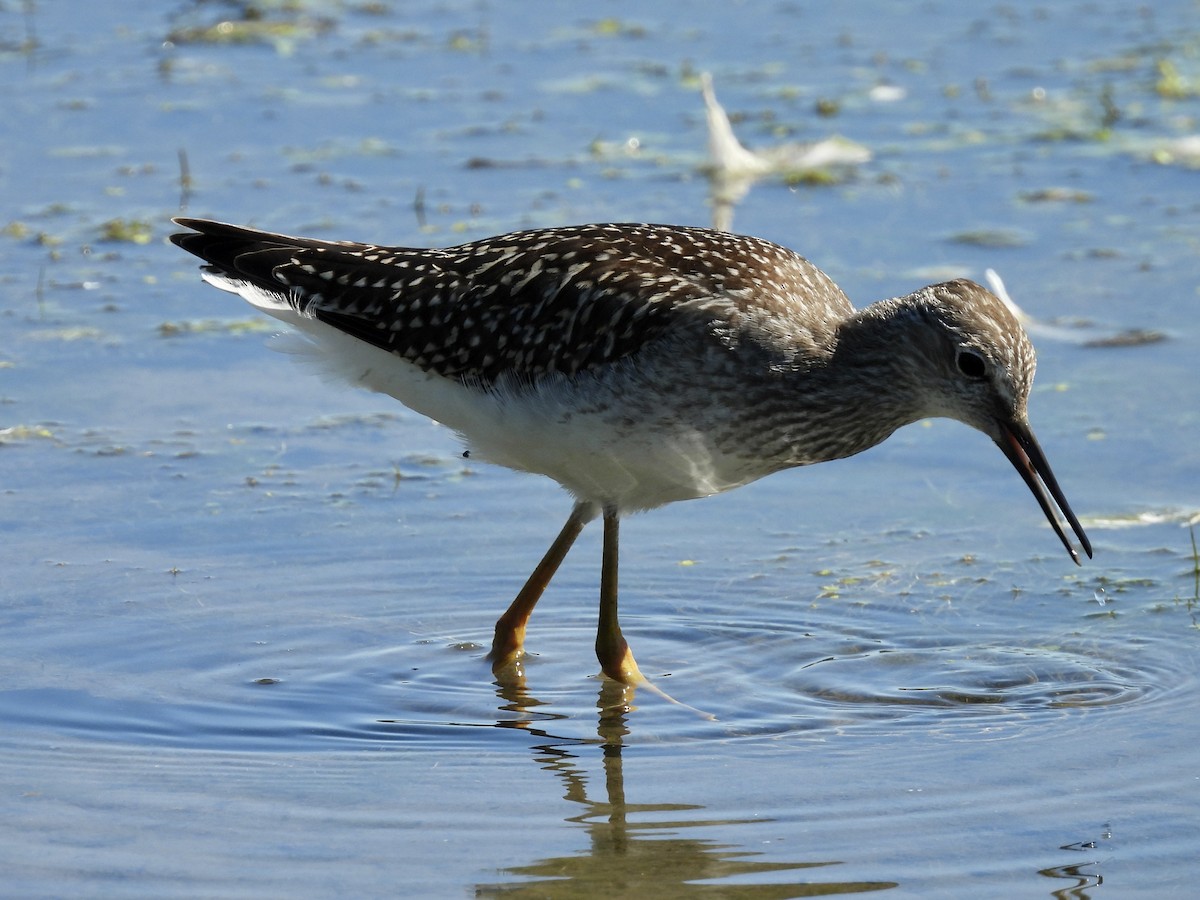 Greater Yellowlegs - ML640435553