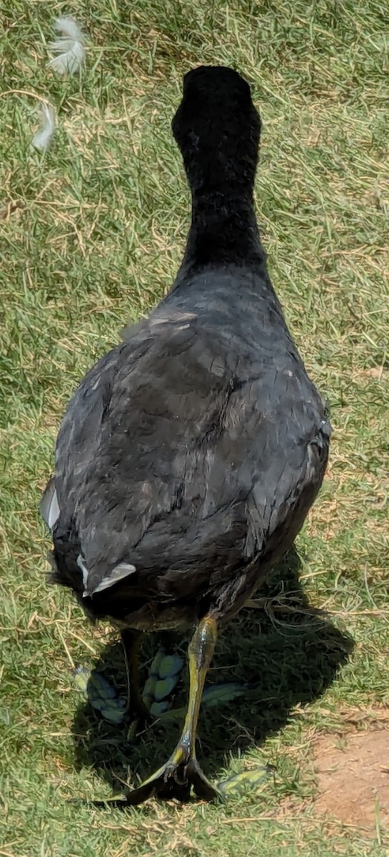 American Coot - ML640435559