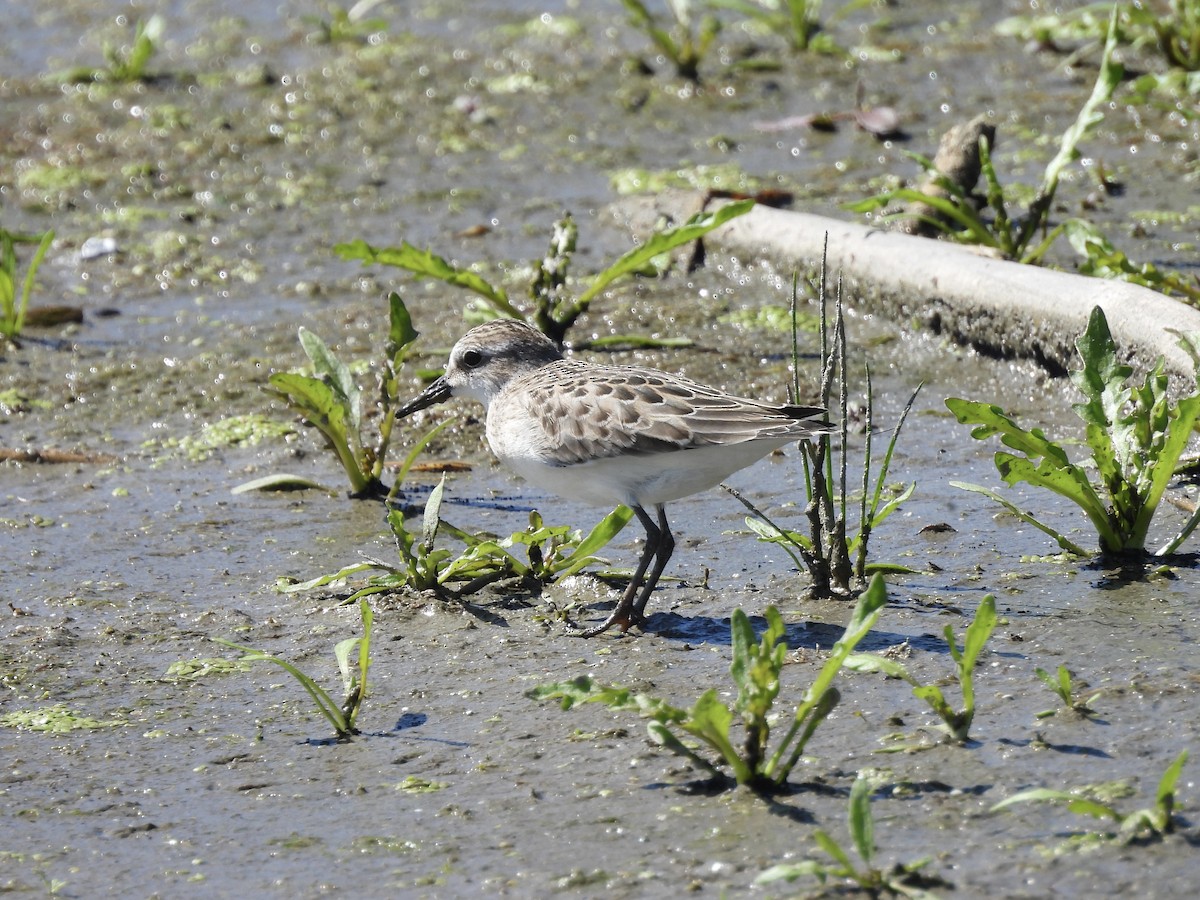 Semipalmated Sandpiper - ML640435570