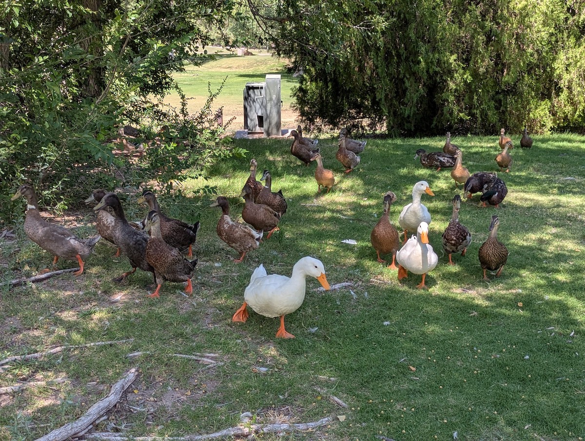 Mallard (Domestic type) - ML640435608