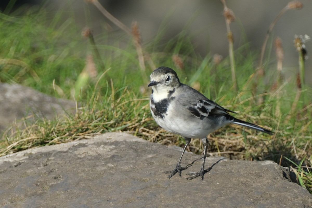 White Wagtail - ML640435617
