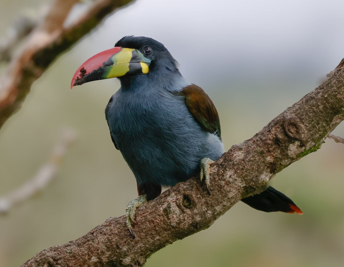 Gray-breasted Mountain-Toucan - ML640435622